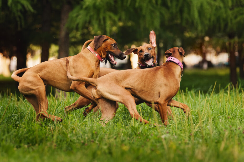Rhodesian Ridgeback dogs playing together in summer
